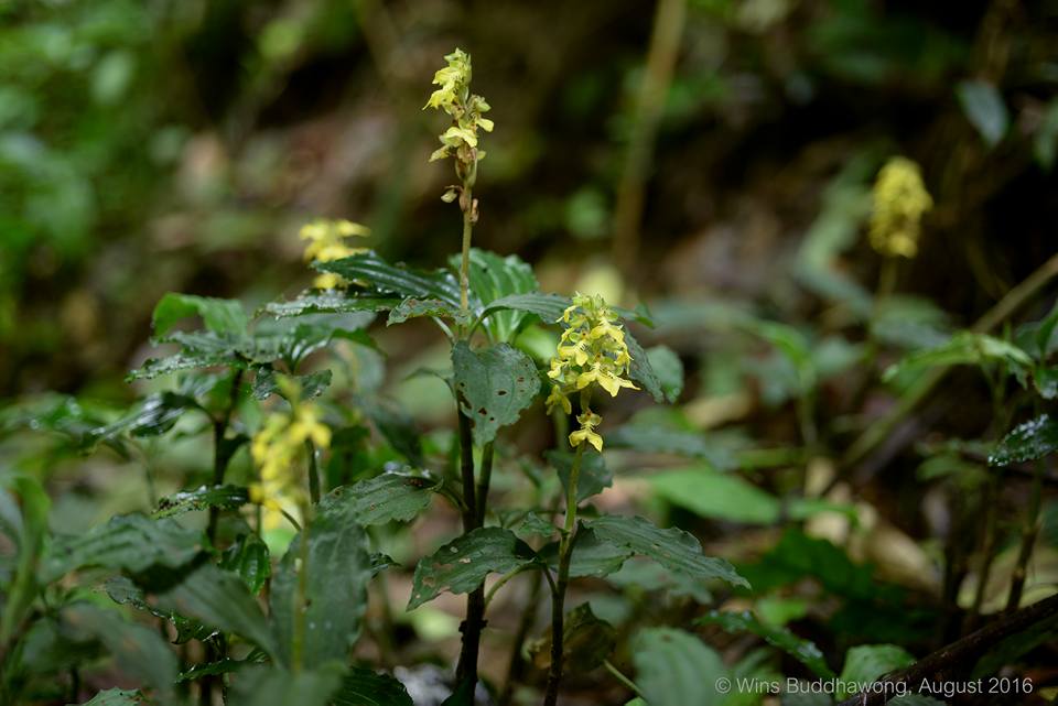 Odontochilus lanceolatus